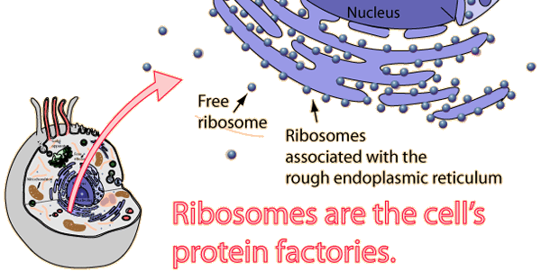 Fake Biology